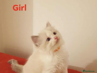 Ragdoll cats - Advert 13