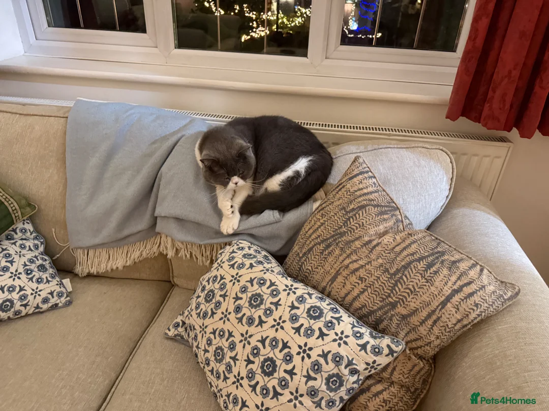 Scottish Fold cats for sale: Beloved Scottish Fold 5 years girl in Purley - Advert 2