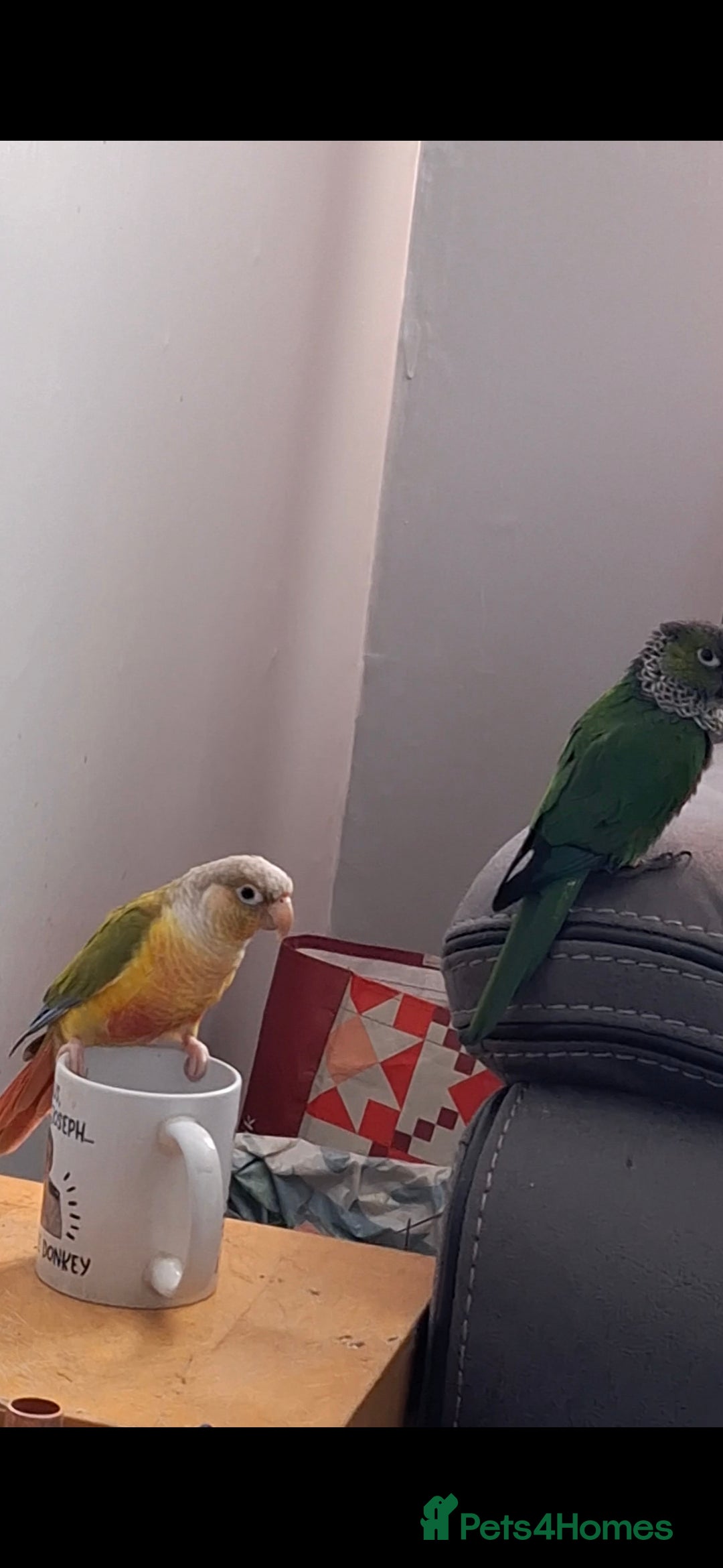 Parrots birds for sale: 2 Green Cheek Conures & cage - Advert 8