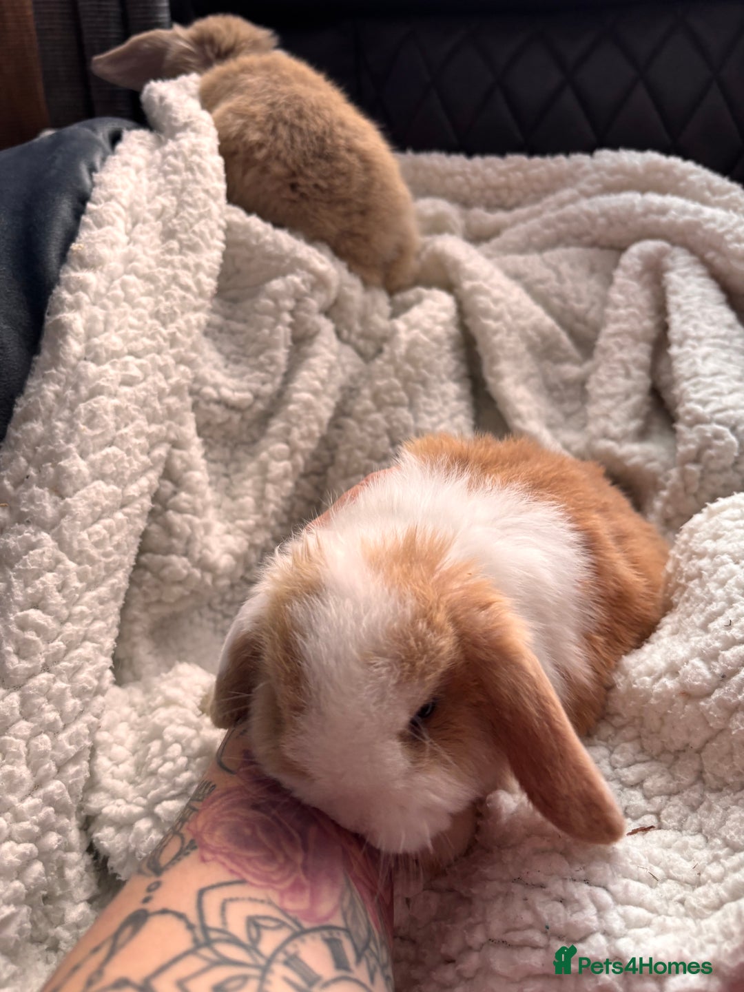 Mini Lop rabbits for sale: purebred Mini Lops  - Advert 16