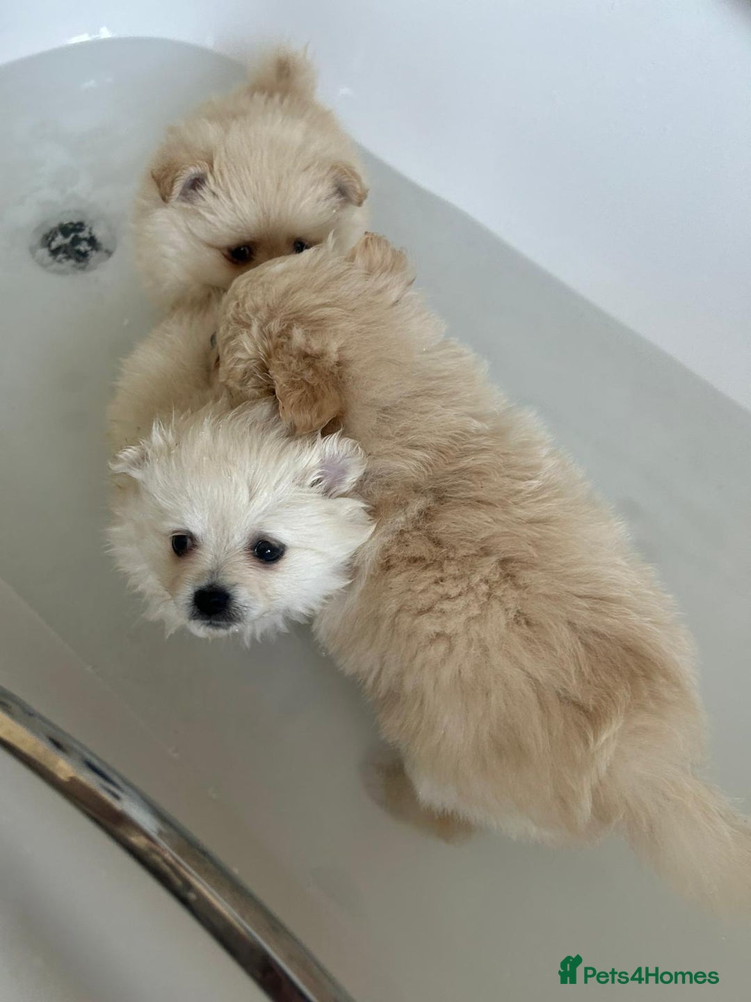 Pomeranian dogs for sale: Pure Pomeranian Puppies - Image 10