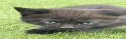 Mixed Breed cats for sale: Mixed british shorthair kitten in Swindon - Advert 11