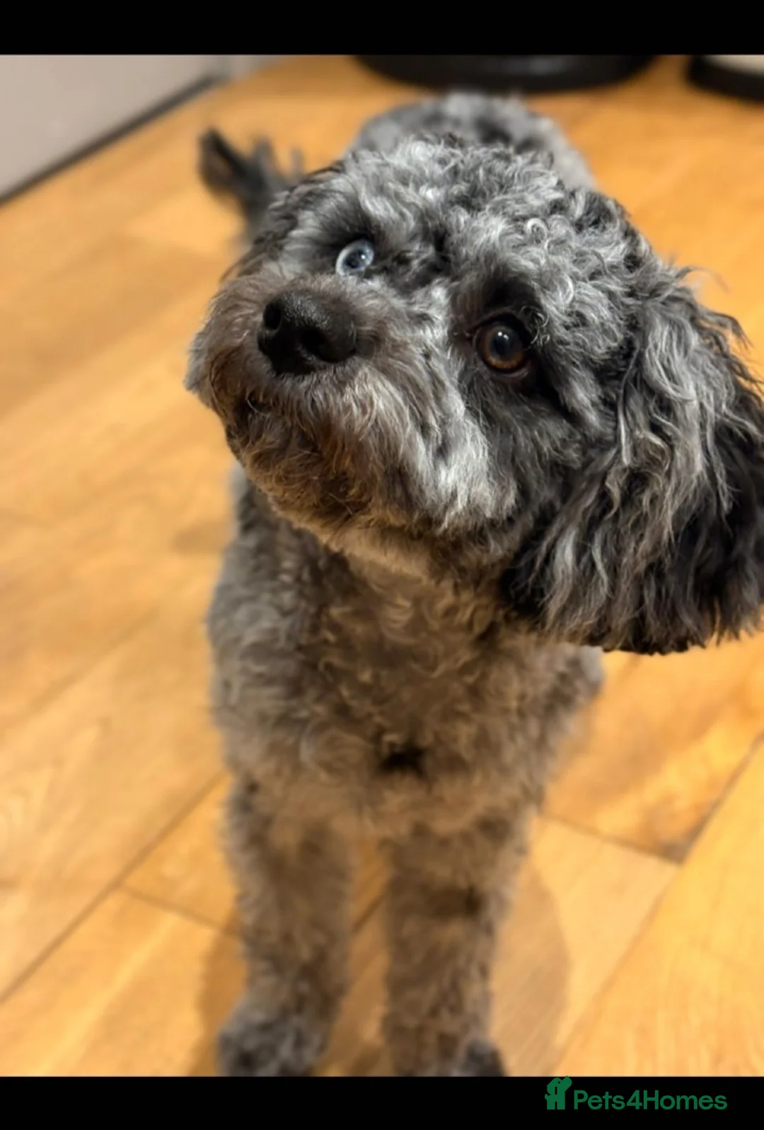 Cavapoo dogs for sale: Beautiful Blue Merle Cavapoo F1B - 7 months old - Advert 2
