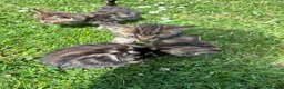 Mixed Breed cats for sale: 11 Tabby / Black kittens. Ready to leave. in Liversedge - Advert 7