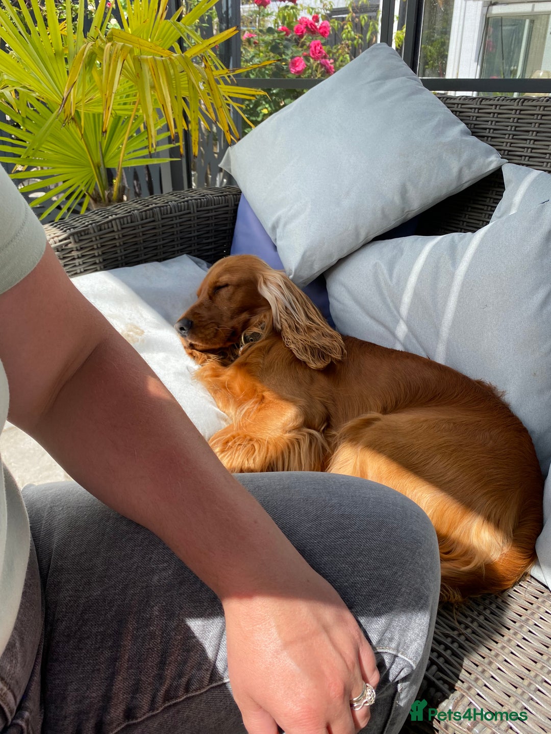 Cocker Spaniel dogs for sale: Beautiful show cocker - Advert 11