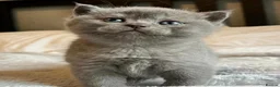 Scottish Fold cats for sale: 🐾 Adorable Scottish Fold Kittens  - Advert 5