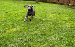 Weimaraner dogs for sale: 9 years old Winston looking for a new home  - Image 9