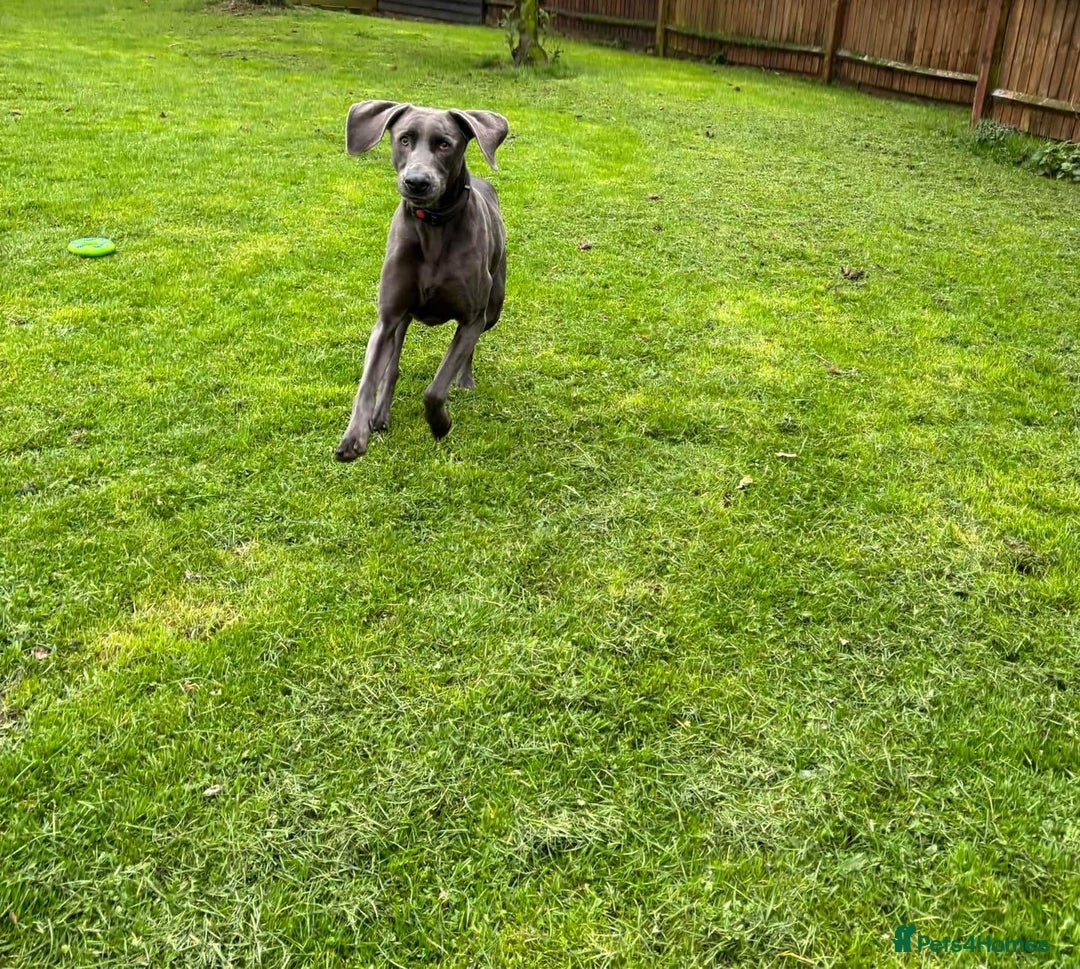 Weimaraner dogs for sale: 9 years old Winston looking for a new home  - Image 9