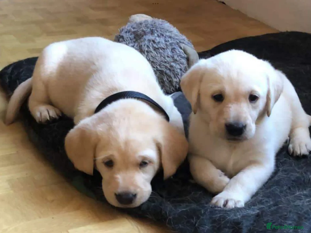 Labrador Retriever dogs for stud: Labrador Retriever - Advert 5