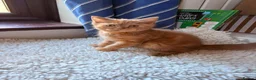British Shorthair cats for sale: Fawn Tortie & Cinnamon Tortie sisters - Advert 18