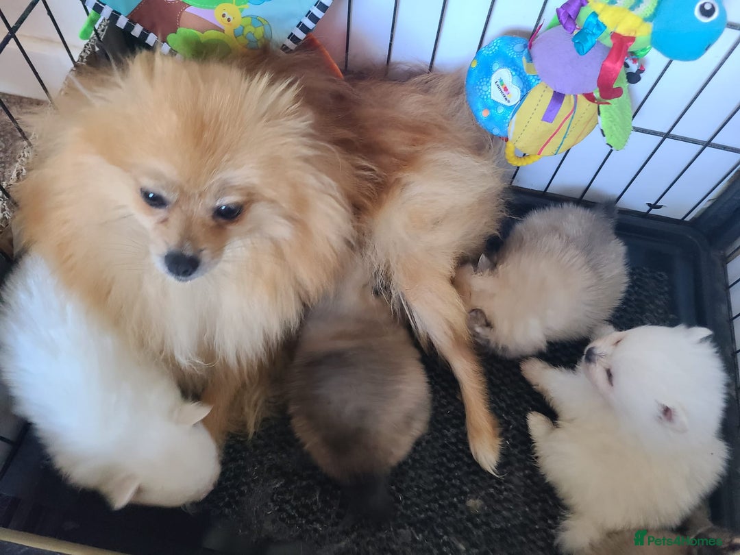 Pomeranian dogs for sale: Gorgeous litter of pomeranian puppies💙💖 - Image 4
