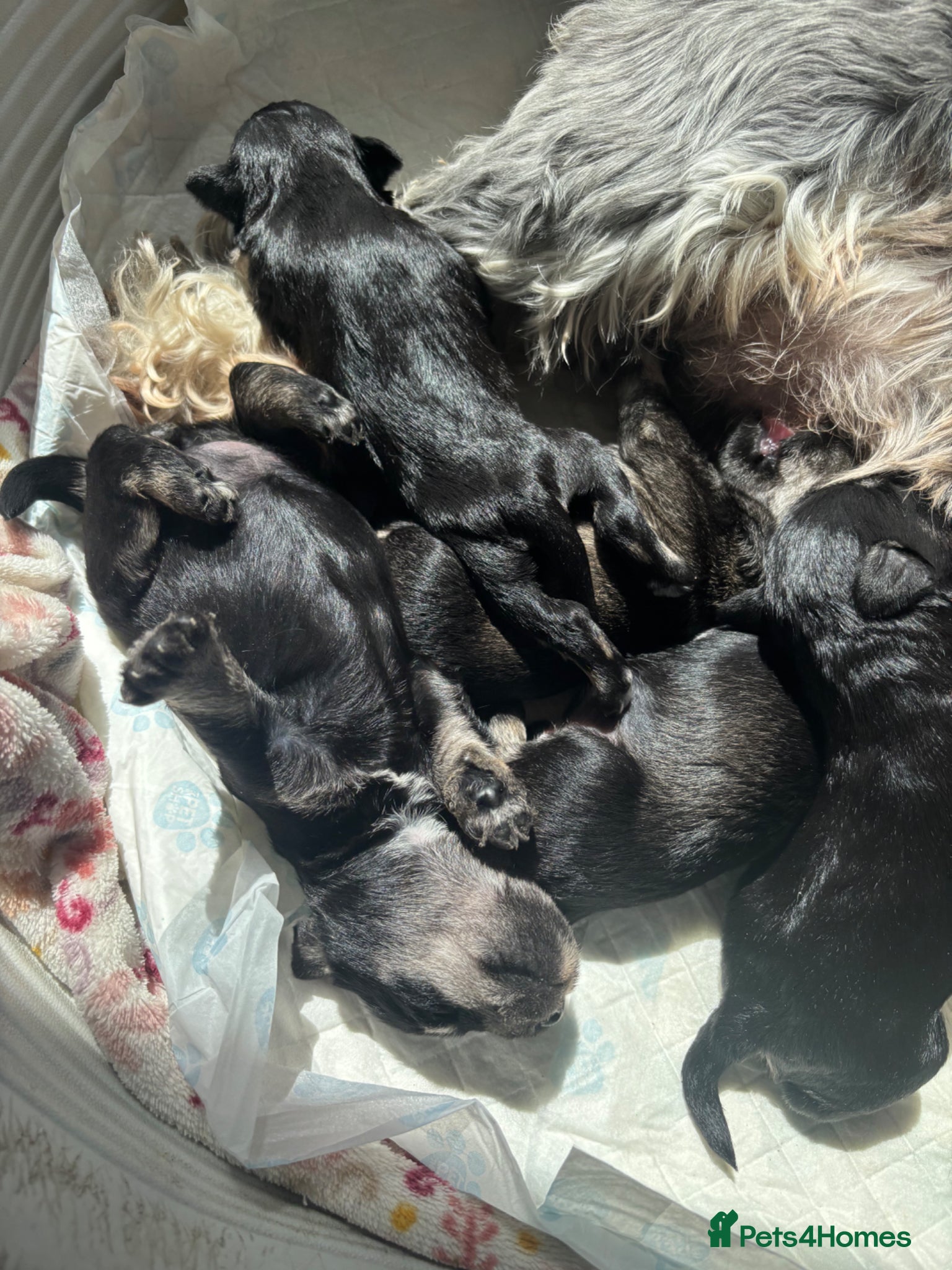 Miniature Schnauzer dogs for sale: Beautiful Miniature Schnauzers  - Advert 2