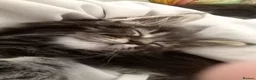 Maine Coon cats for sale: Stunning litter of pure bred Maine Coon kittens - Advert 28