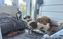 Basset Hound dogs for adoption: Diego - Badersfield Norfolk  - Image 6