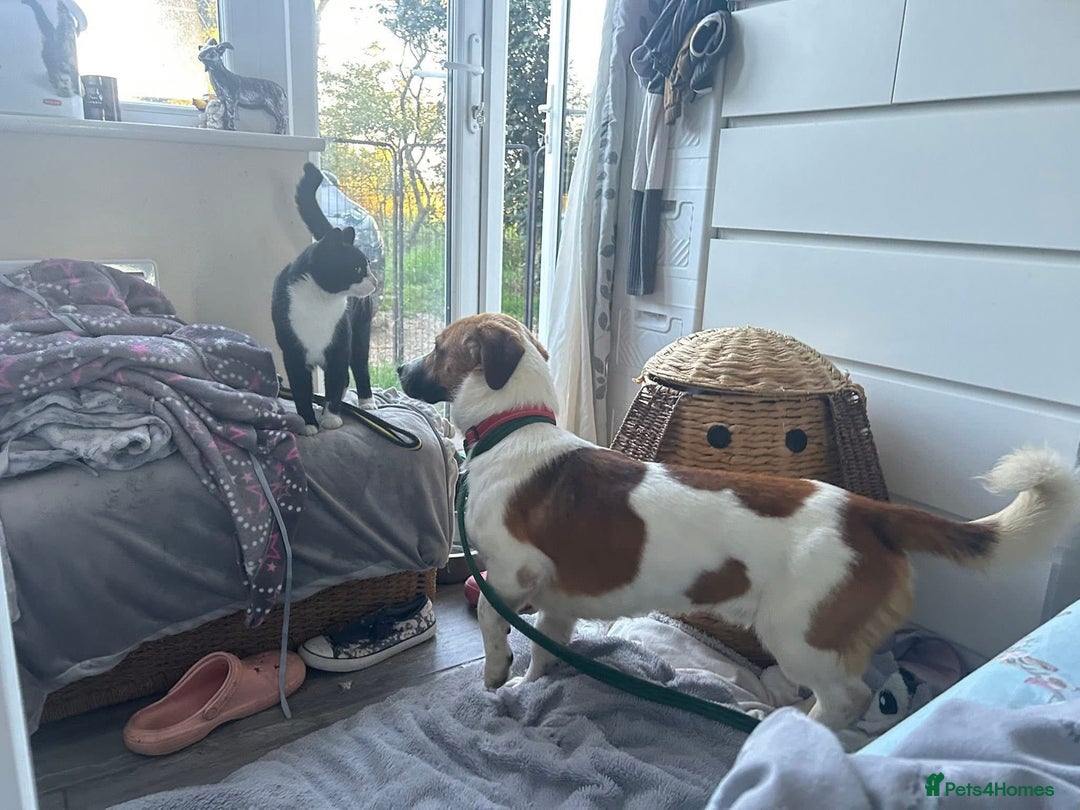 Basset Hound dogs for adoption: Diego - Badersfield Norfolk  - Image 6