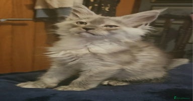 Maine Coon cats - Advert 13