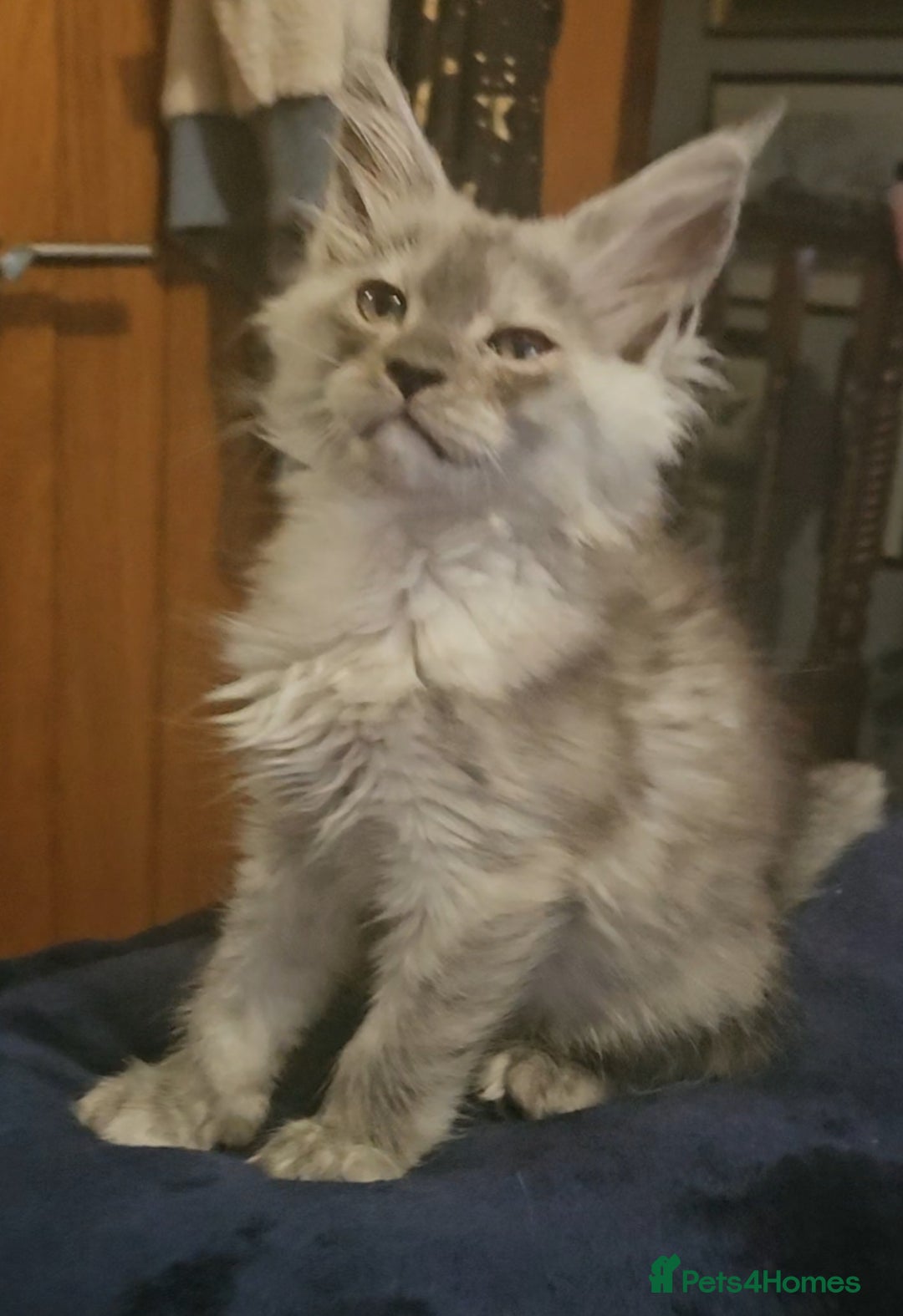 Maine Coon cats for sale: 💖READY NOW💖health tested 💖pure pedigree - Image 6