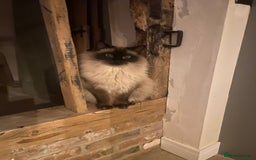 Ragdoll cats for sale: Beautiful male ragdoll cat - Image 2