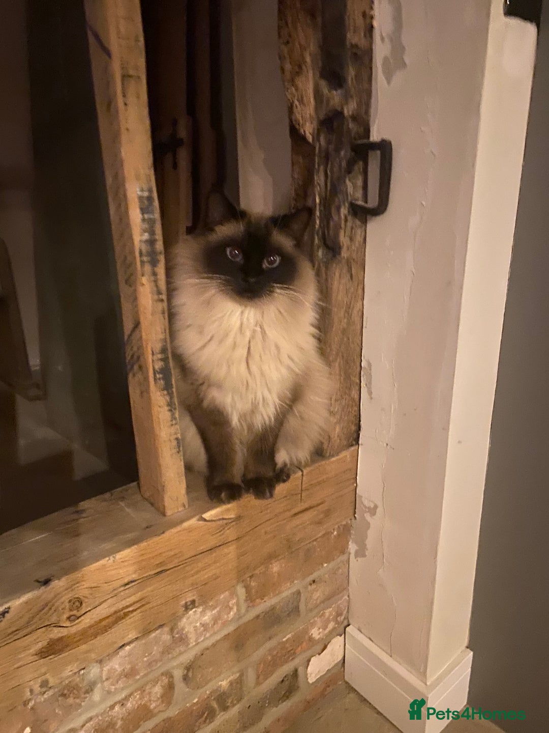 Ragdoll cats for sale: Beautiful male ragdoll cat - Image 2