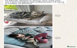 British Shorthair cats for sale: Your Furry Fantasy Awaits! - Image 33