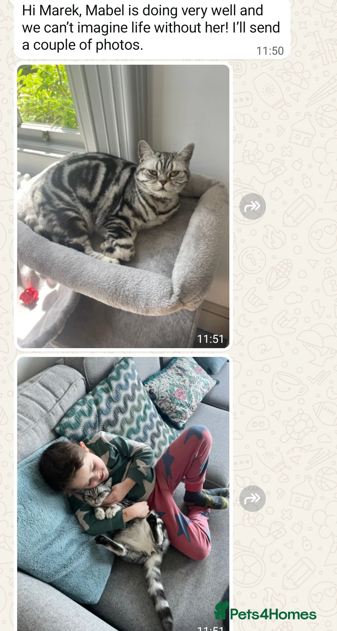 British Shorthair cats for sale: Your Furry Fantasy Awaits! - Advert 32