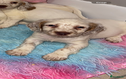 Cocker Spaniel dogs for sale: Cocker spaniel puppies  - Advert 5