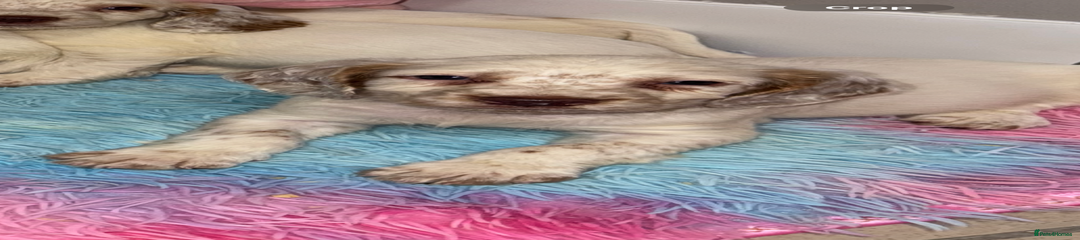 Cocker Spaniel Puppy 3