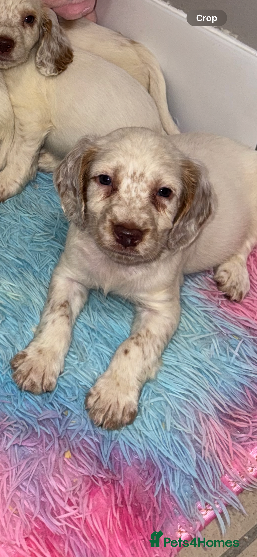 Cocker Spaniel dogs for sale: Cocker spaniel puppies  - Advert 5