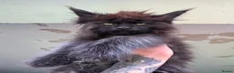 Maine Coon cats for sale: Russian Import Health Tested Loved Kittens - Advert 1