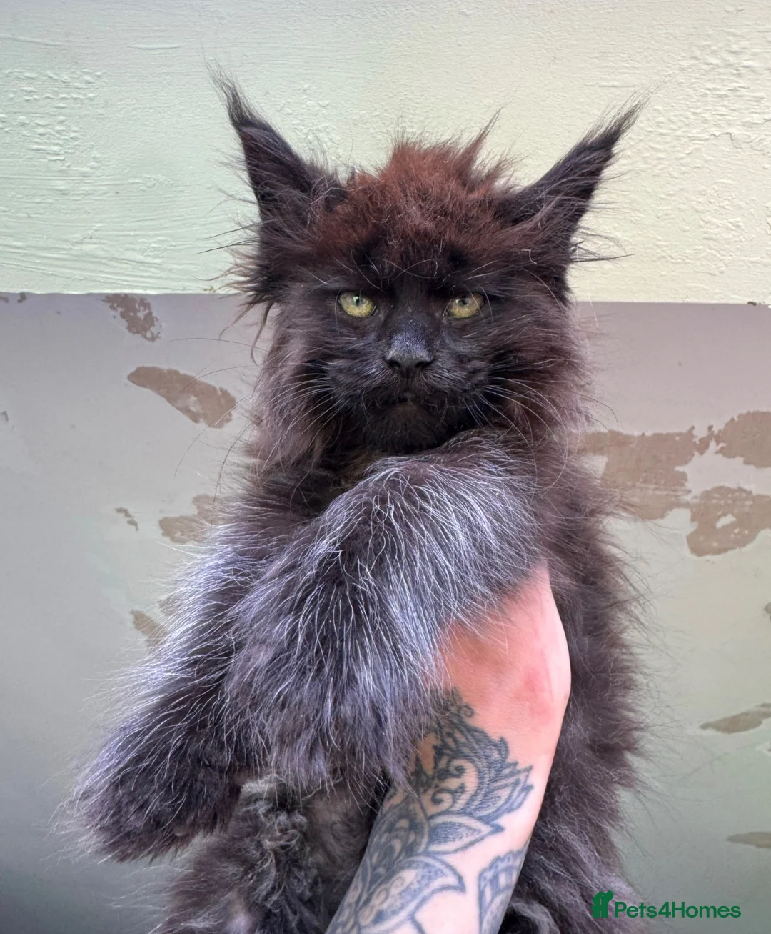 Maine Coon cats for sale: Russian Import Health Tested Loved Kittens - Advert 1