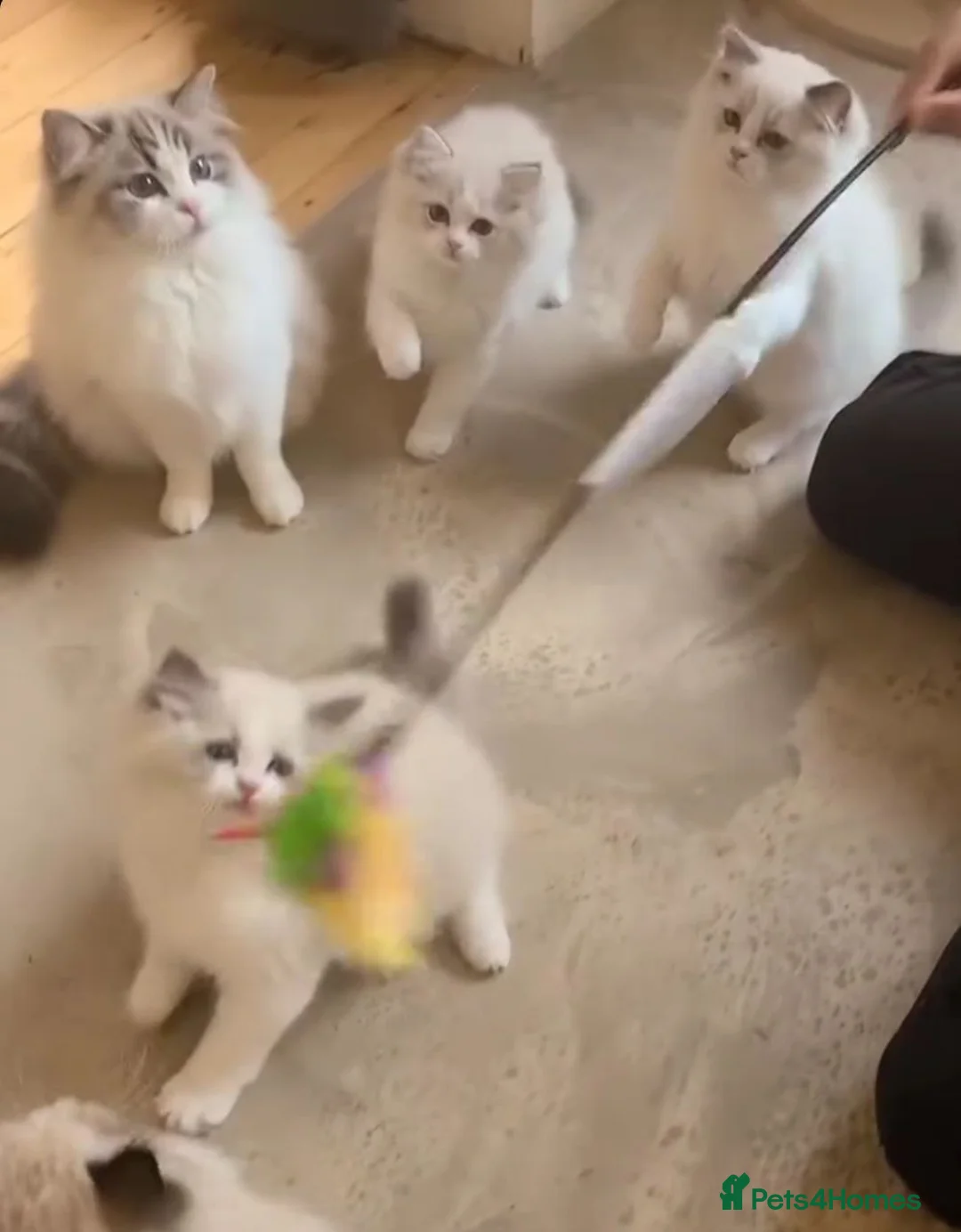 Ragdoll cats for sale: Exquisite High-End Quality Ragdolls Lynx / Bicolor - Advert 10