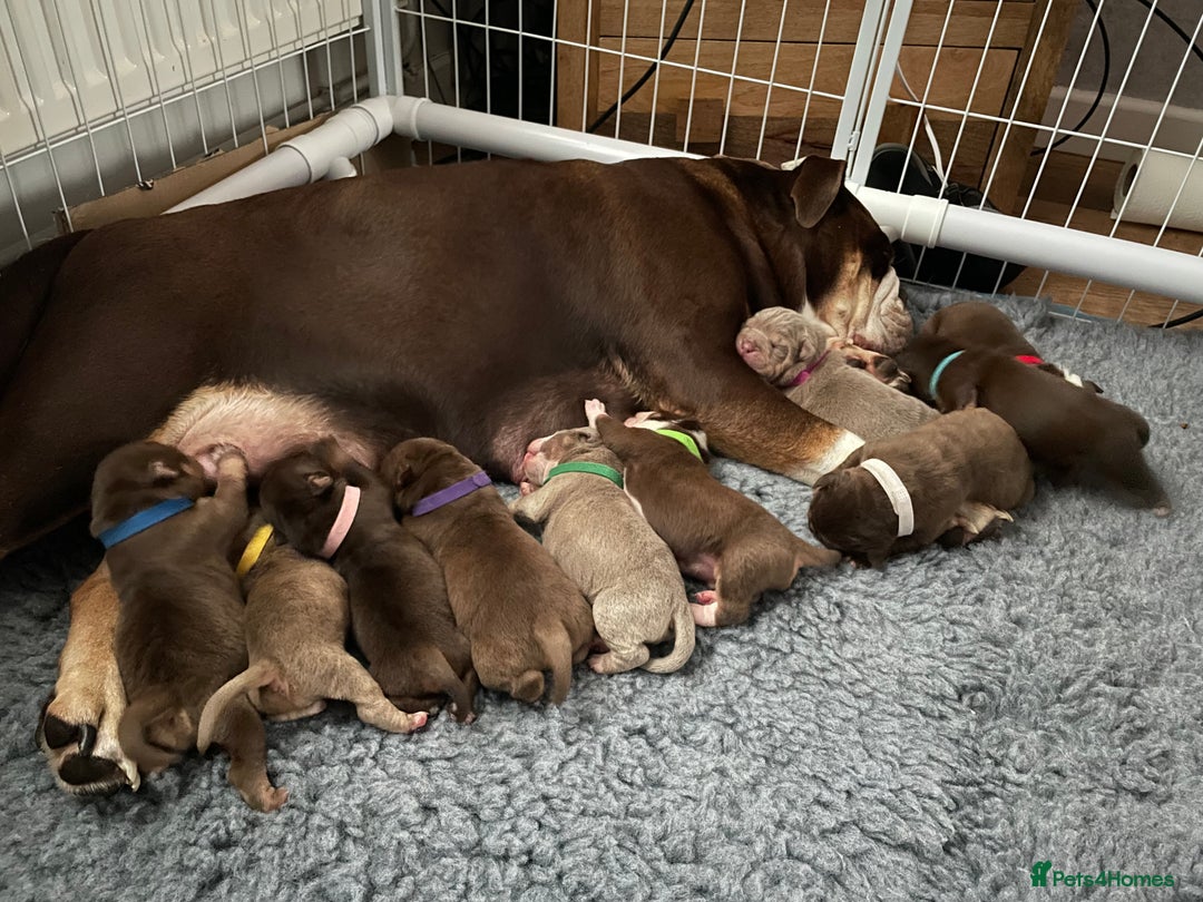 Olde English Bulldogge dogs for sale: NEBBR registered Olde English bulldogge puppies - Advert 3