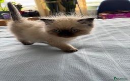 Ragdoll cats for sale: Ragdoll x Persian kittens  - Image 7