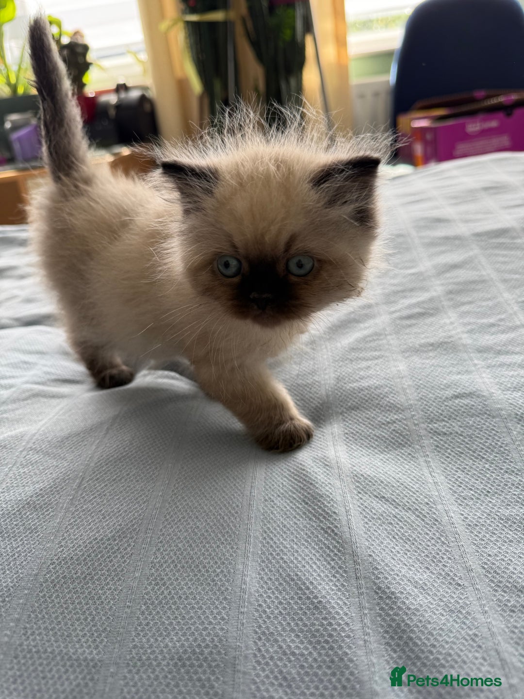 Ragdoll cats for sale: Ragdoll x Persian kittens  - Image 7