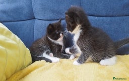 Ragdoll cats for sale: Half Ragdoll -one black boy - Image 27