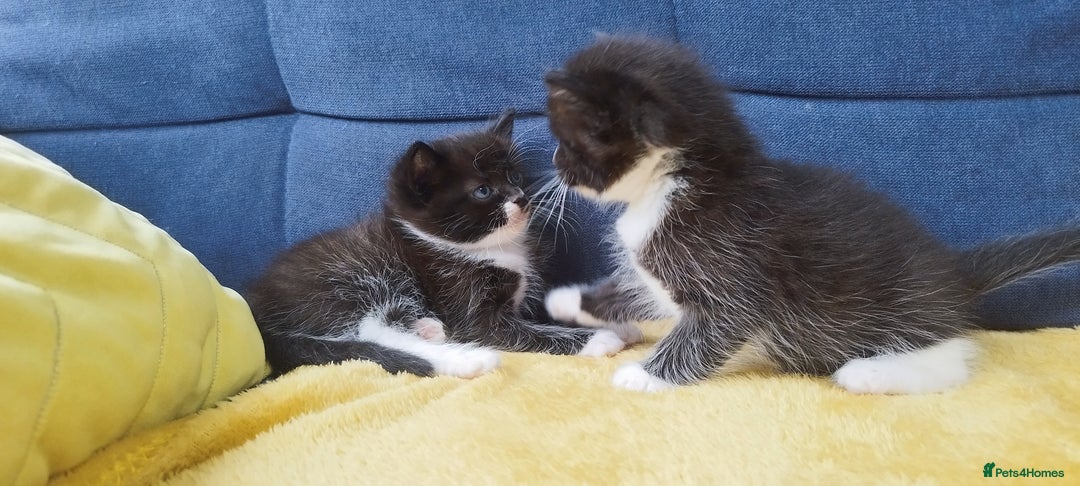 Ragdoll cats for sale: Half Ragdoll -one black boy - Image 27