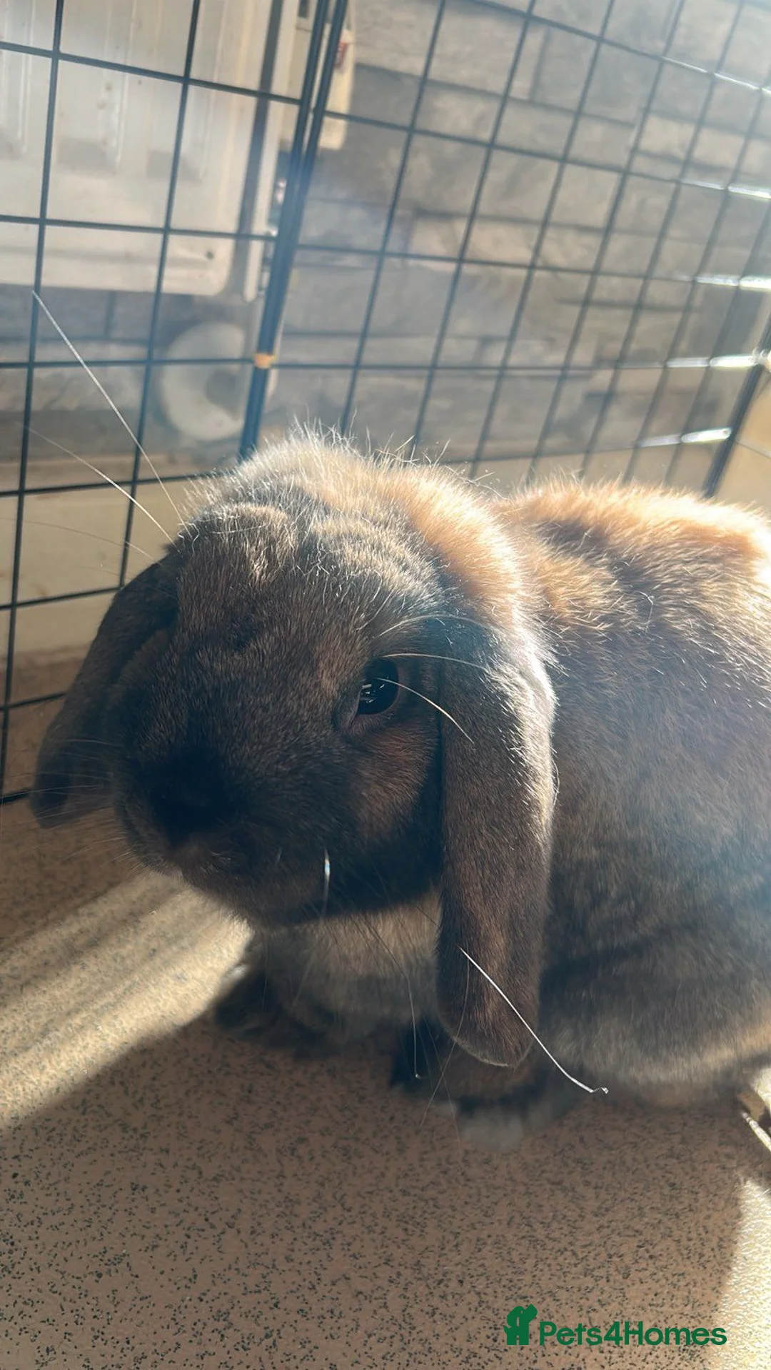 Mini Lop rabbits for sale: 2 mini lop/holland lop rabbits - Advert 2
