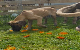 Great Dane dogs for sale: Last 2 Fawn Great Dane Pups - Image 4