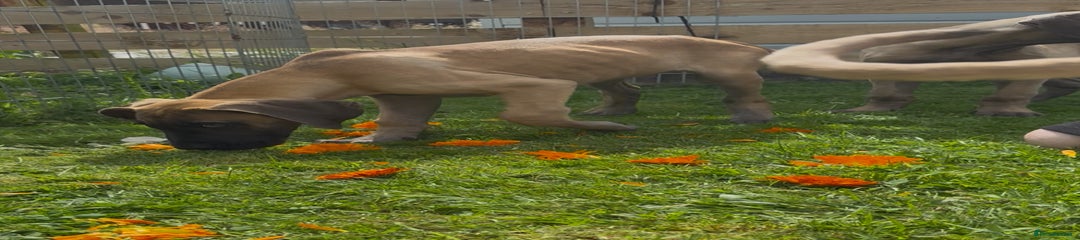 Great Dane Puppy 2