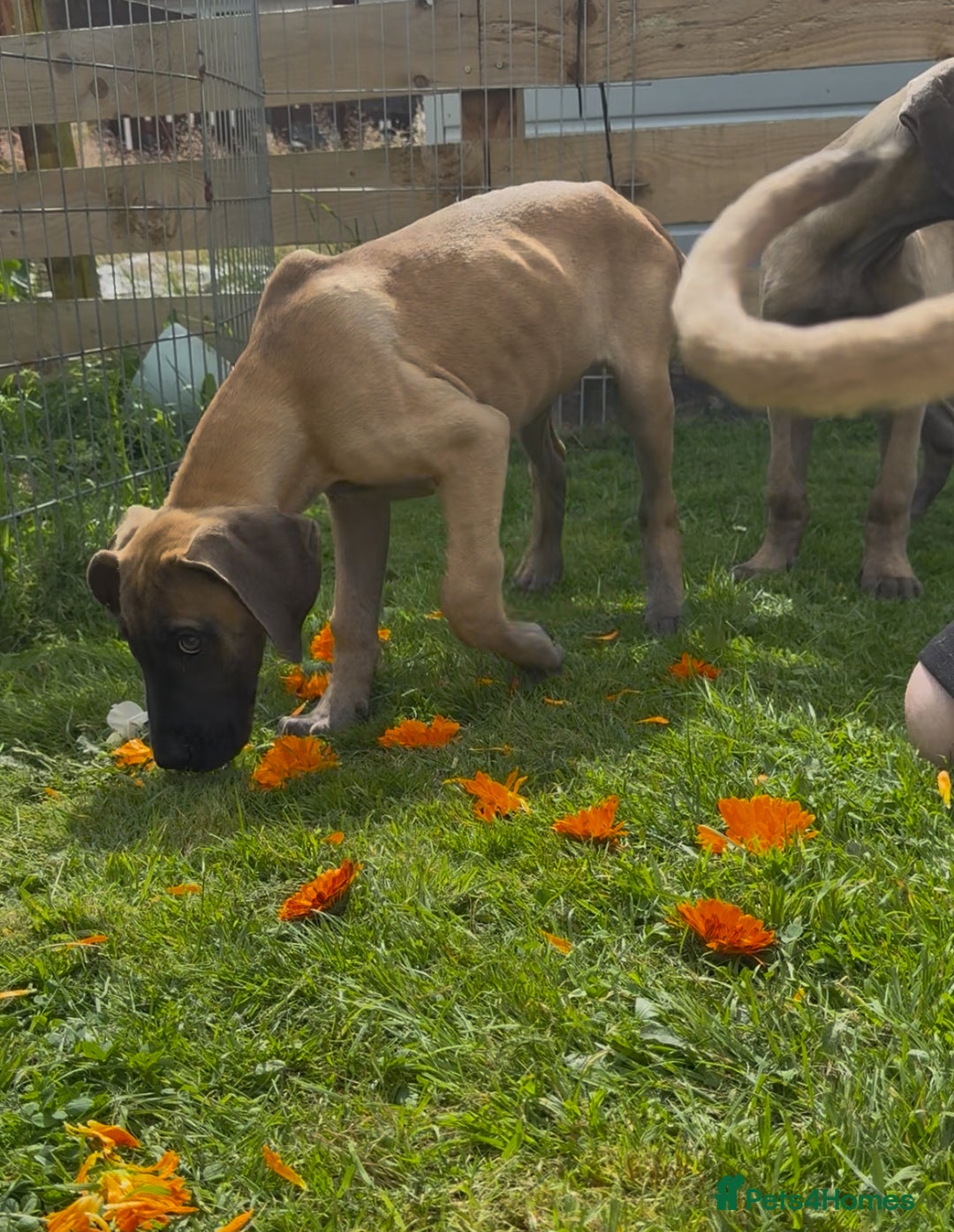Great Dane dogs for sale: Last 2 Fawn Great Dane Pups - Image 4