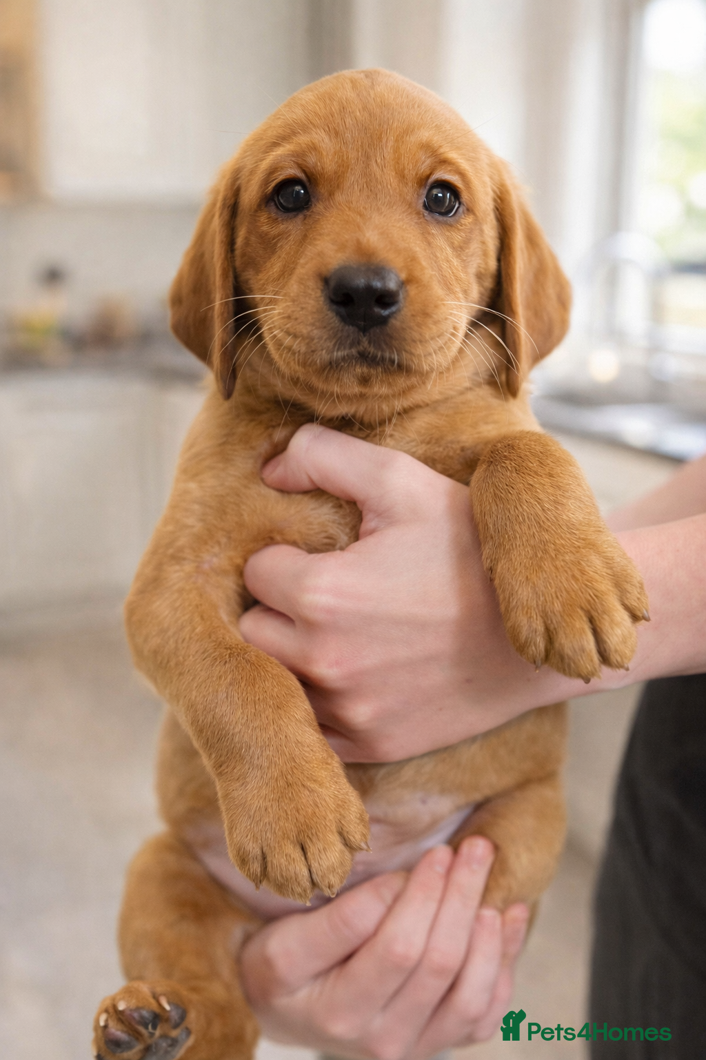 Labrador Retriever dogs 2 Puppies Ready to Go This Week Red FOX Labrador  - Advert 6