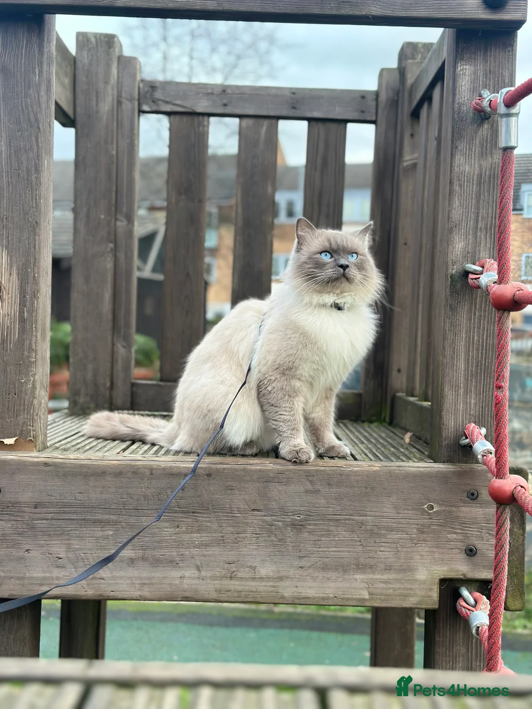 Ragdoll cats for stud: Blue  - Advert 3