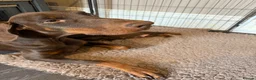 Dobermann dogs for sale: Doberman puppies boys only - Advert 3