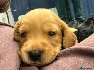 Cocker Spaniel dogs 🐾Show type cocker spaniel health tested puppies🐾 - Advert 13