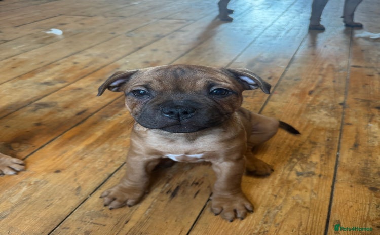 Staffordshire Bull Terrier dogs - Advert 1