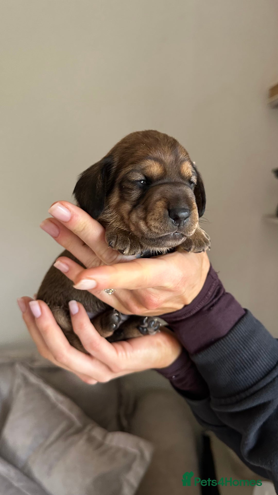 Miniature Dachshund dogs for sale: 5 beautiful miniature Daschund puppies  - Advert 14