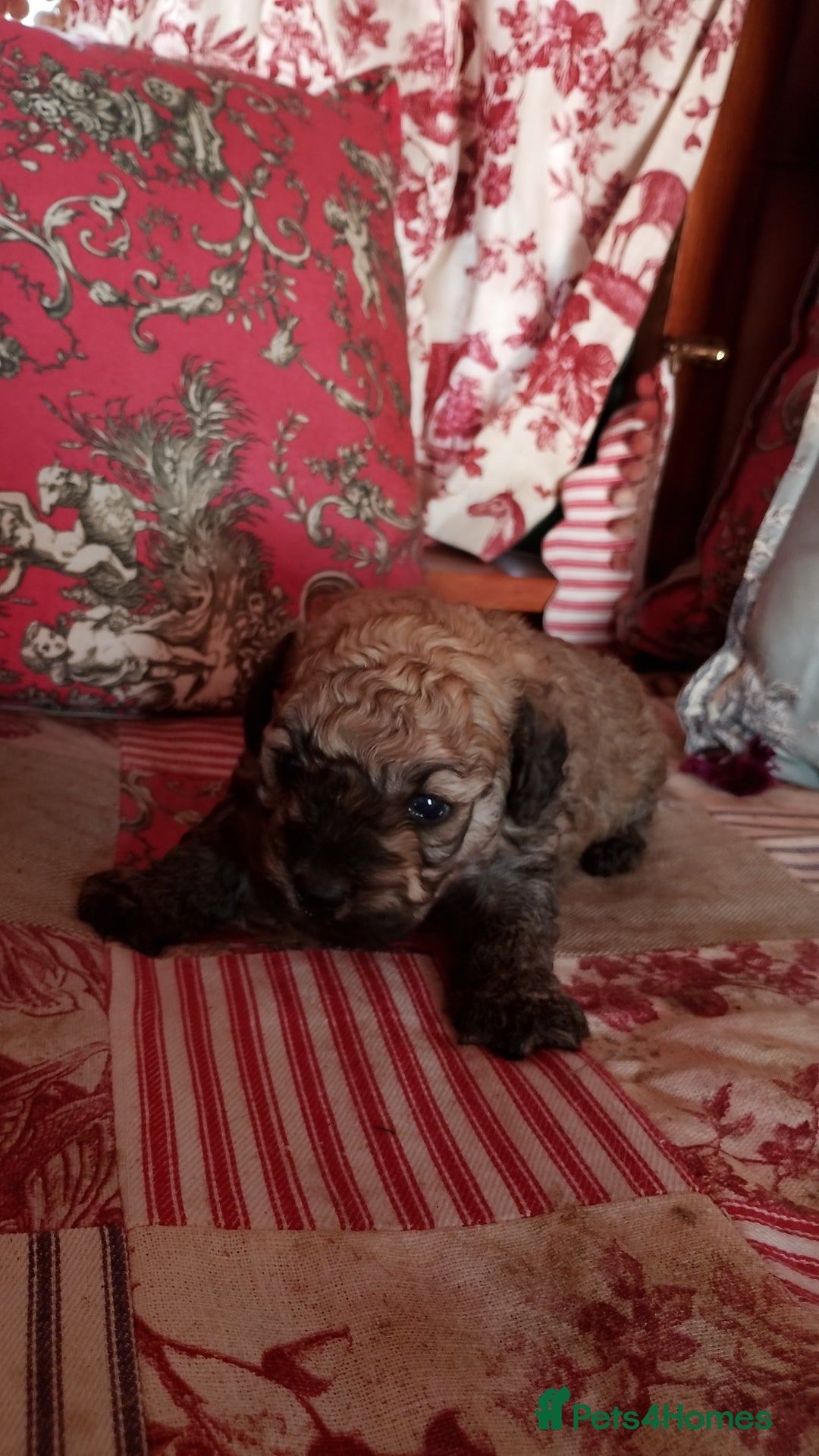 Yorkiepoo dogs for sale: Yorkipoos  - Image 5