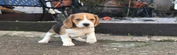 Beagle dogs for sale: Beagle puppies ready soon!!🐶💕 in Burton-on-Trent - Advert 15