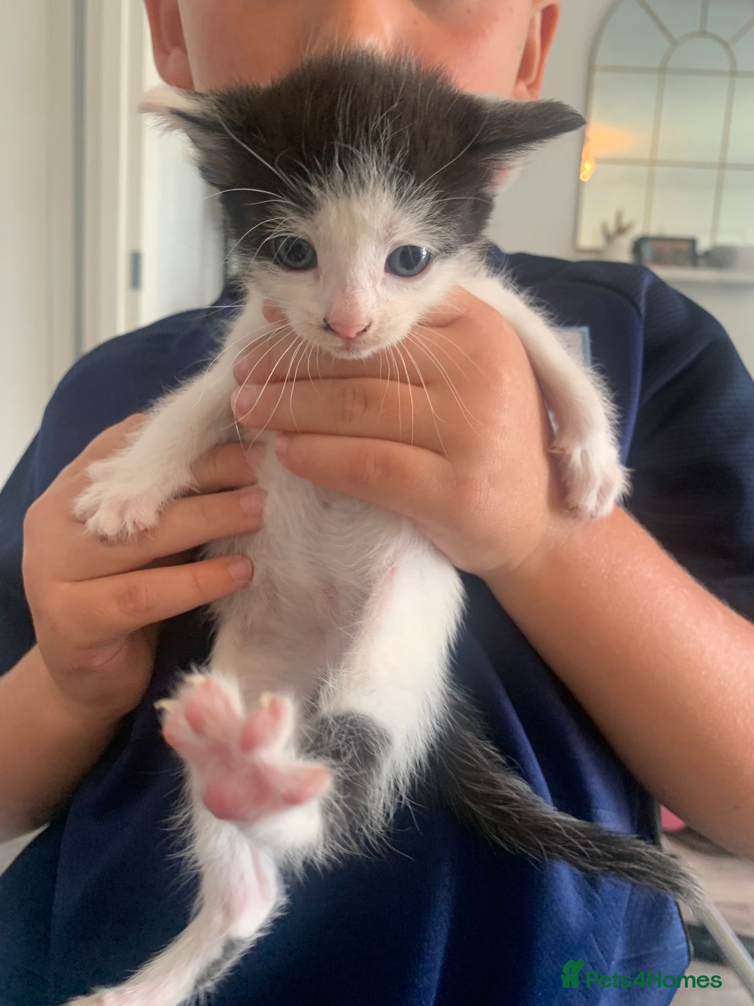 British Shorthair cats for sale: 6 litter mixed domestic kittens  - Image 13