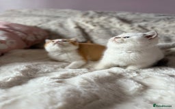 British Shorthair cats for sale: Quality British Shorthair kittens  - Image 7